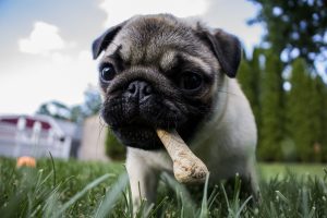 puppy-1502565-300x200.jpg