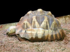 800px-Astrochelys_yniphora-300x225.jpg