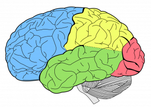 brain-1007686_1280-300x214.png