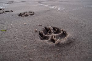 footprint-946189-300x200.jpg