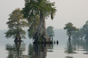 great-dismal-swamp-940495_1920-300x199.jpg