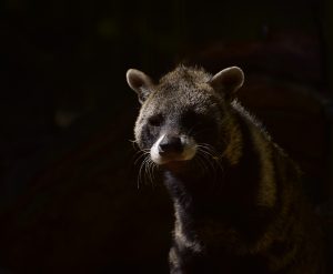 civets-3520023-300x247.jpg
