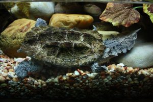 800px-2009_Chelus_fimbriatus-300x200.jpeg