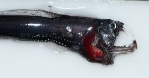 800px-Head_of_a_pacific_Viperfish_4037-300x158.jpg