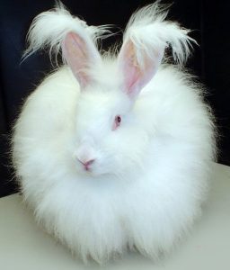 Fluffy_white_bunny_rabbit-256x300.jpg