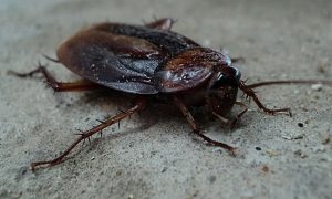 cockroach-70295_1280-300x180.jpg