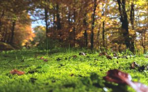 forest-floor-1031143-300x186.jpg