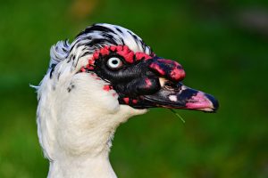 muscovy-duck-4074574_1920-300x200.jpg