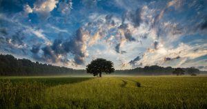 tree-247122-300x159.jpg