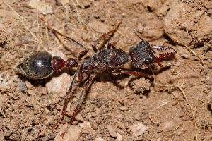 1024px-Bullant_apr07-300x200.jpg