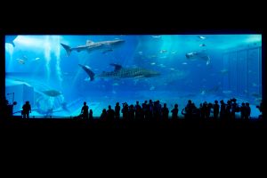aquarium-725798-300x200.jpg