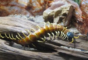 giant-centipede-300x204.jpg