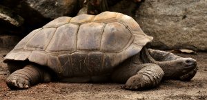 giant-tortoises-3315158-300x145.jpg
