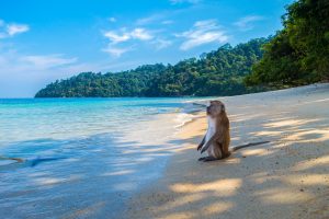 monkey-3251530_1920-300x200.jpg
