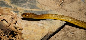 snake-2514047-300x140.jpg