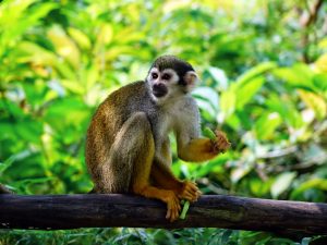 squirrel-monkey-505191-300x225.jpg