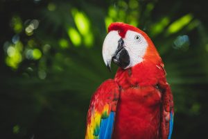 scarlet-macaw-1618424-300x200.jpg