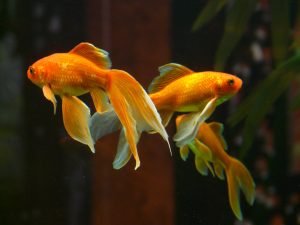 veiltail-11454-300x225.jpg
