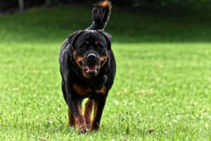 rottweiler-4415054-300x200.jpg