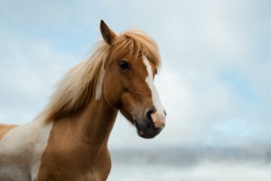 1_silje-midtgard-0F9oVQ3x2ak-unsplash-300x200.jpg