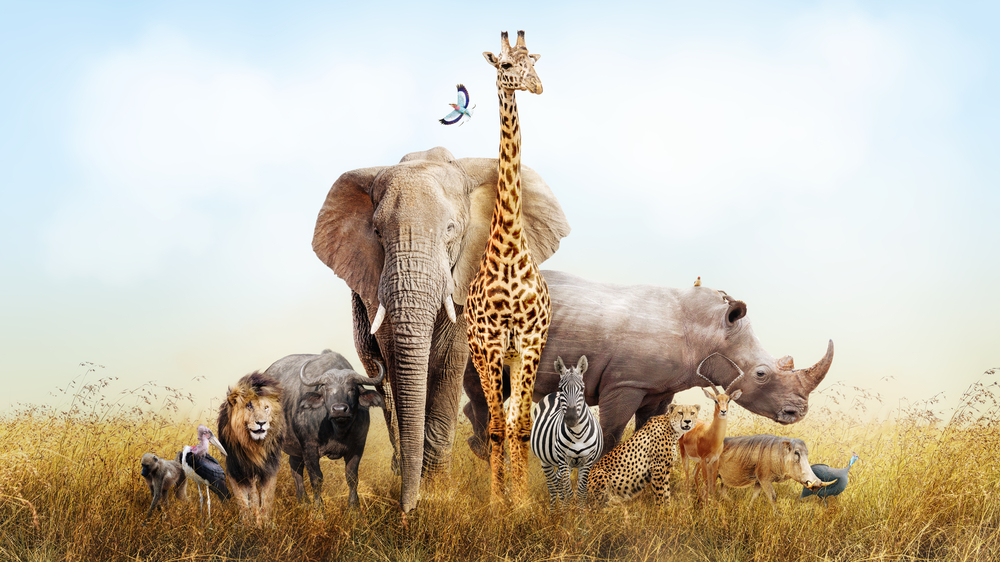 Africa facts
