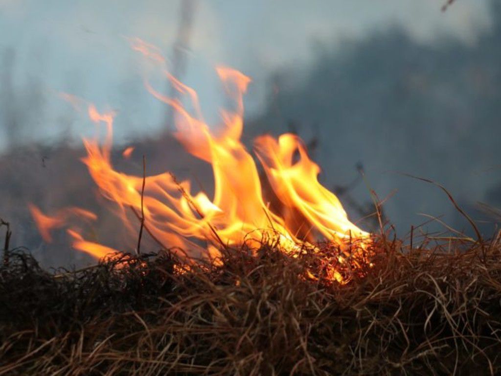 Burning-grass-2-234776-pixahive-1024x683-1-768x512-1.jpg.optimal.jpg