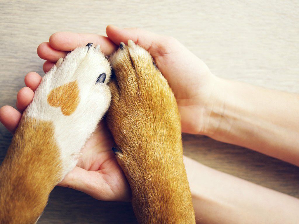dog-paws-2-shutterstock_695184616.jpg.optimal.jpg