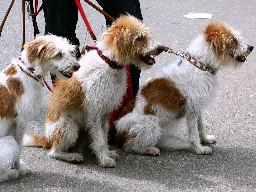 dogs-91689_1280.jpg.optimal.jpg