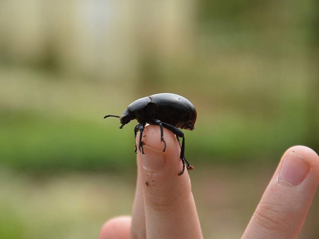 resizeBlack_beetle_on_fingers-1024x681-1.jpg.optimal.jpg