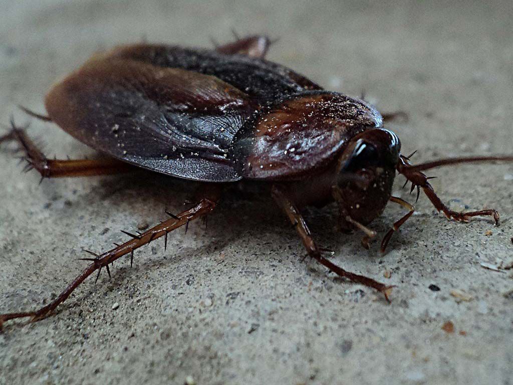 resizecockroach-70295_1280.jpg.optimal.jpg