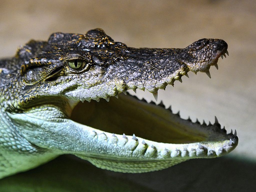 resizepixabaycrocodile-2097821_960_720.jpg.optimal.jpg
