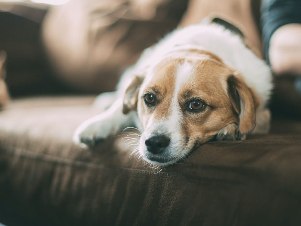 resizerobert-larsson-TkwzP_frzl4-unsplash-2048x1365-1.jpg.optimal.jpg