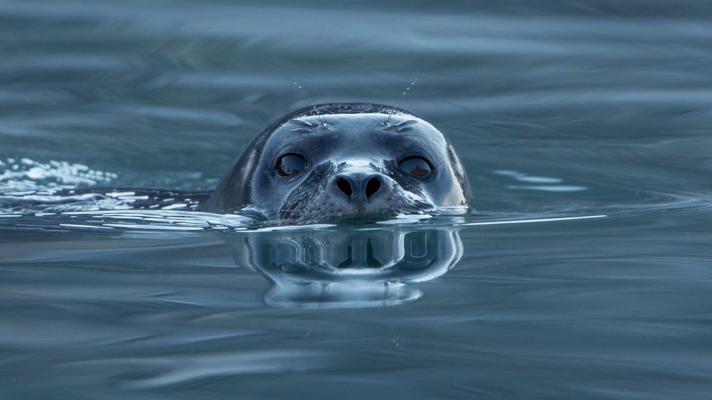 Harbor_seal_Phoca_vitulina_at_Magdalen_fjord_Svalbard_1-1024x576-1.jpg.optimal.jpg