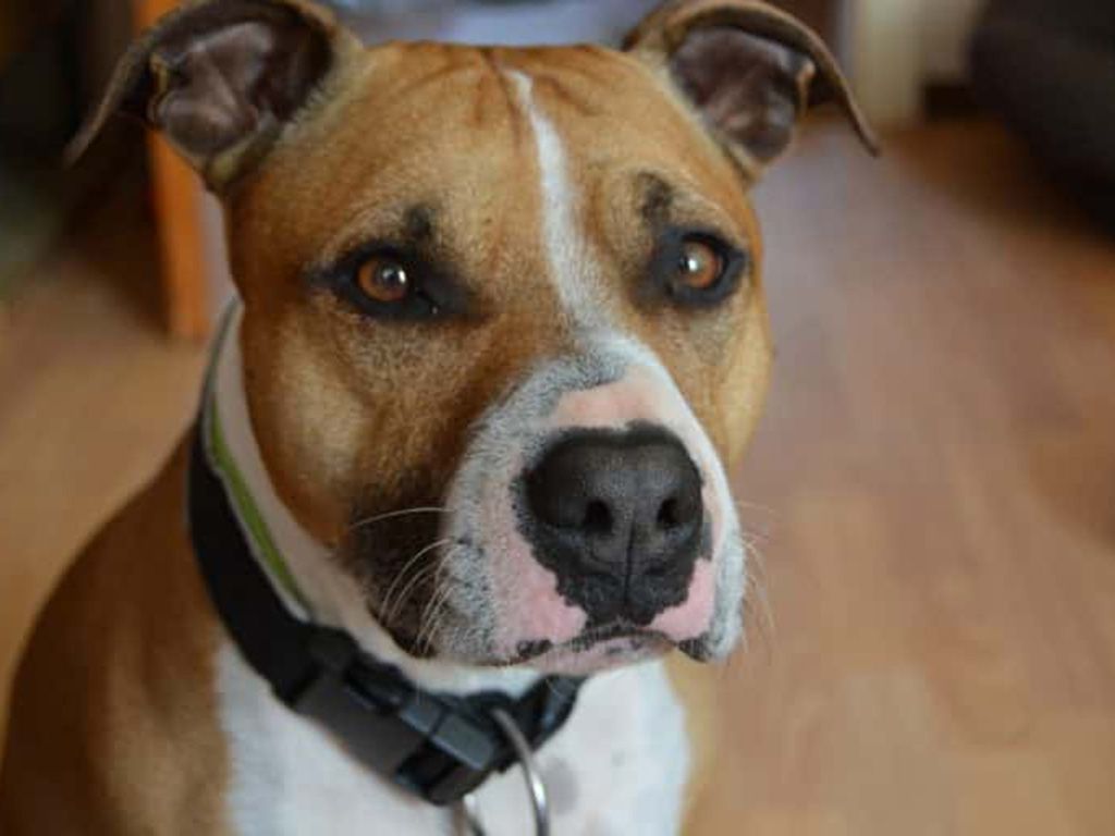 resizedog-mammal-bulldog-face-american-vertebrate-1100679-pxhere.jpg.optimal.jpg