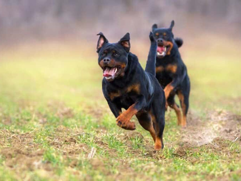 resizeshutterstock_1085857754-768x512-1.jpg.optimal.jpg