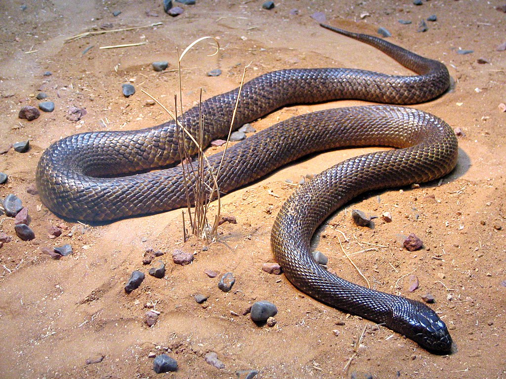 1024px-Fierce_Snake-Oxyuranus_microlepidotus.jpg
