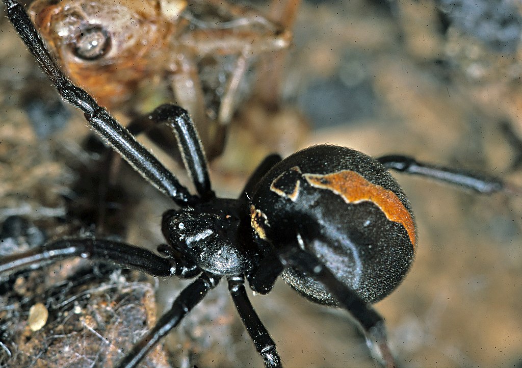 1024px-latrodectushasselti-redbackspidernzac06001372.jpg