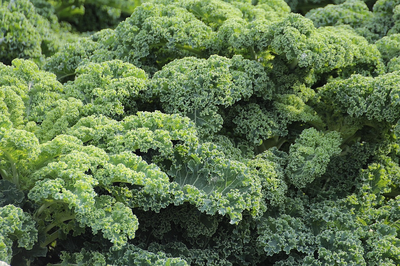kale-438964_1280.jpg