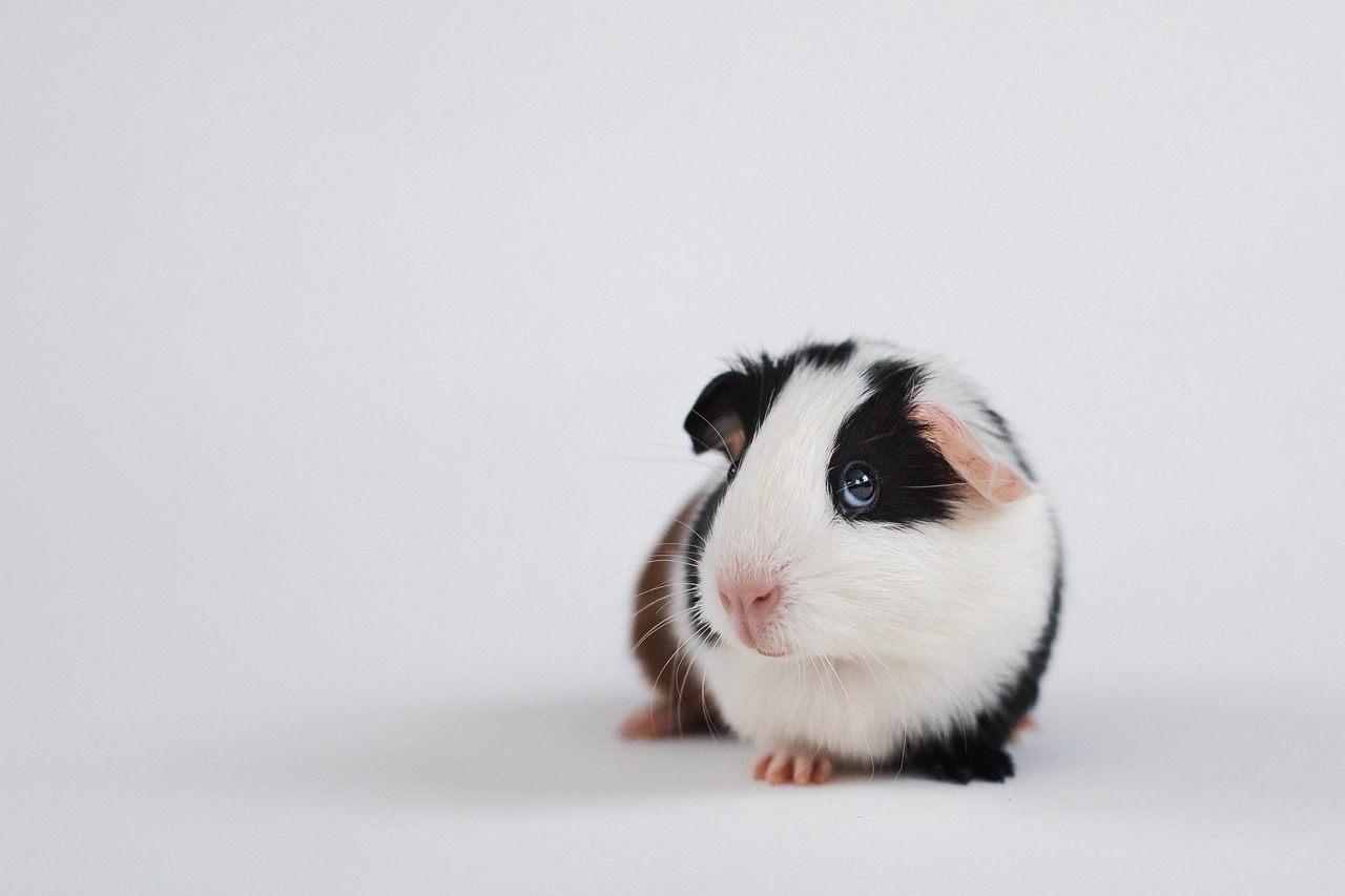 cavia-7318119_1280.jpg