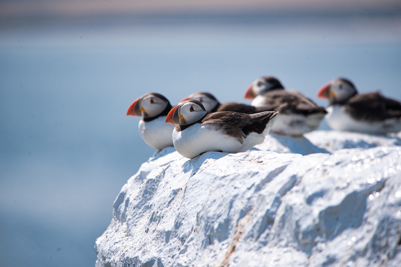 puffins-3567175_1280.jpg