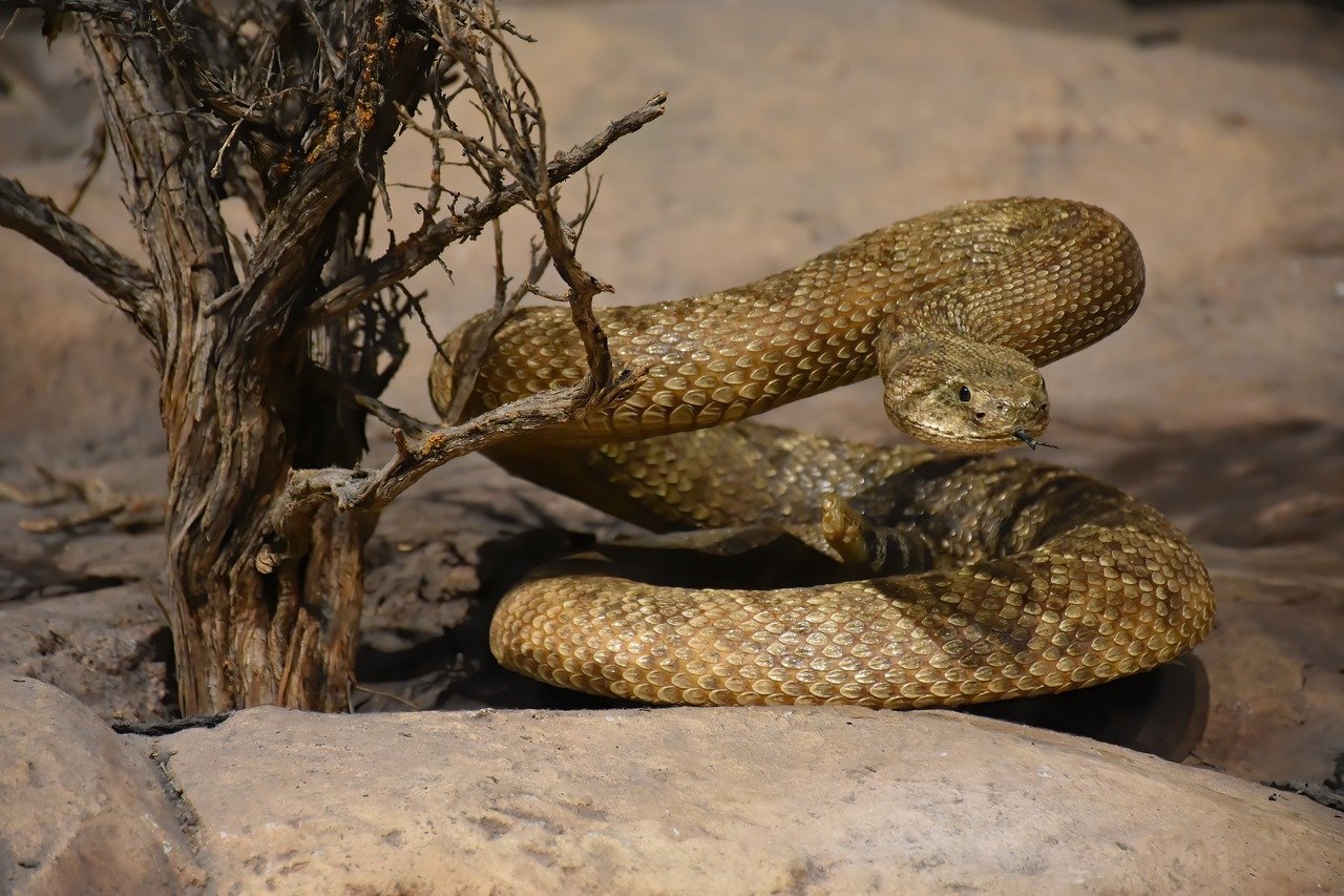 rattlesnake-8077387_1280.jpg