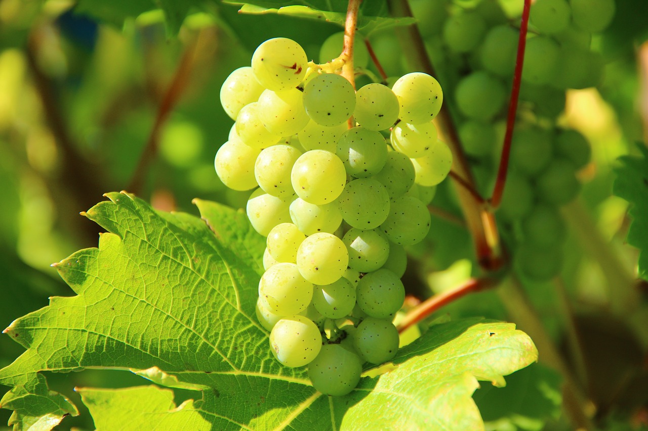 grapes-276070_1280.jpg