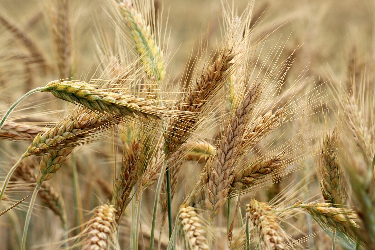 barley-3491125_1280.jpg