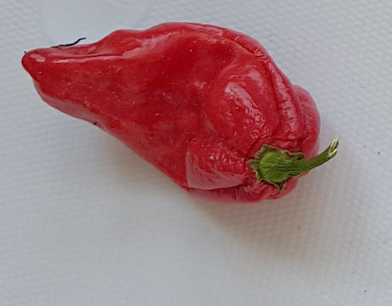 Capsicum Chinese Naga-Morich Košice-Botgar 20210904