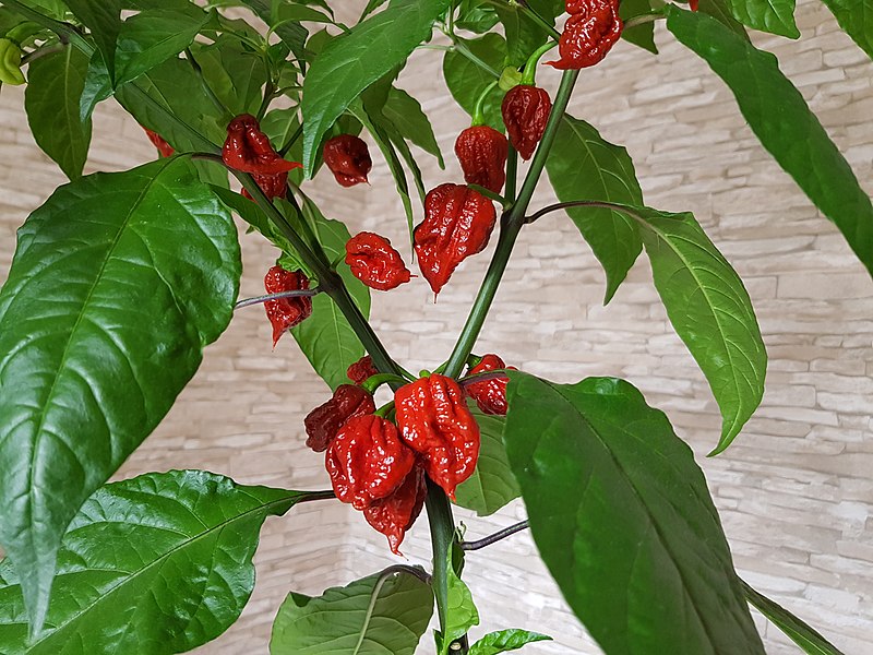 Carolina Reaper Pflanze
