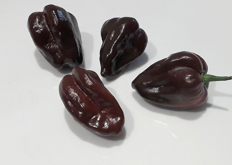 Chocolate Habanero Peppers