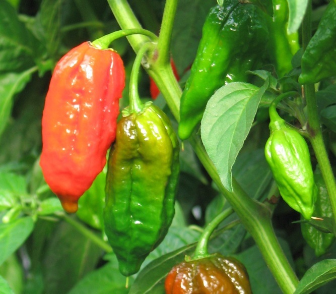 Dorset Naga Peppers