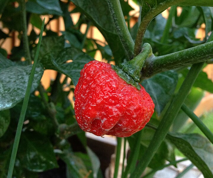 Moruga Trinidad Scorpion Ripe