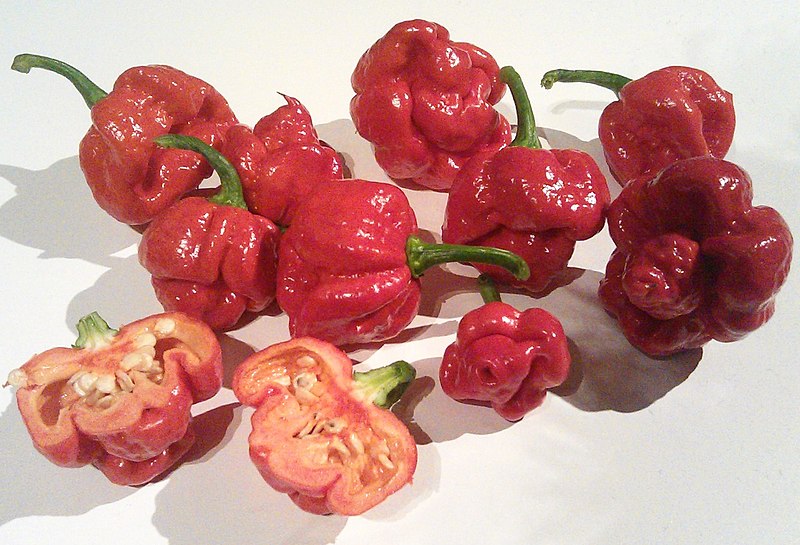 Trinidad Moruga Scorpion (Cropped)