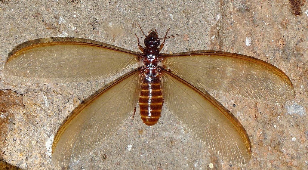 1024Px-Winged Termite (= Alate) (Macrotermes Mossambicus  ) (11691023983)